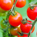 50代からの家庭菜園～ミニトマトを育てよう　　